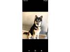 Adopt Bruce (located in Portland) a German Shepherd Dog, Siberian Husky