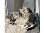 Adopt Izek and Ike a Tabby