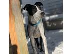 Adopt Timmy a Australian Cattle Dog / Blue Heeler