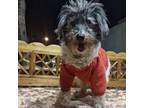 Adopt Mr. Handsome Tiam (Blind) a Poodle, Terrier