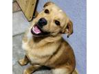 Adopt Chaos a Golden Retriever, Cattle Dog