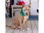 Adopt Spock a Pit Bull Terrier