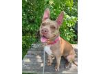 Adopt Letti a Pit Bull Terrier