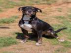 Adopt Lonely a Pit Bull Terrier