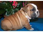 Business For Sale: Cute English Bulldog Pups For Sale