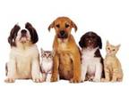 Business For Sale: Established Veterinary Practice For Sale