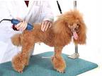 Business For Sale: Well - Established Pet Grooming Salon