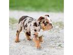 Bulldog Puppy for sale in West Plains, MO, USA