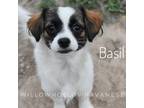 Basil