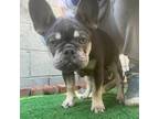 French Bulldog Puppy for sale in Van Nuys, CA, USA