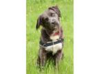 Adopt Greta a Black Labrador Retriever / Mixed dog in Hastings, MN (38053179)