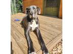 Adopt Zane (22-130) a Gray/Silver/Salt & Pepper - with White Great Dane / Mixed