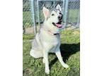 Adopt Ghost a White Husky / Mixed dog in Appleton, WI (38108167)