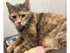 Adopt Tortellini a Domestic Shorthair / Mixed (short coat) cat in Hyde Park