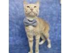 Adopt Jelly Jam a Tan or Fawn Tabby Domestic Shorthair / Mixed cat in Austin