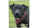 Adopt Chicken a Labrador Retriever dog in Maryville, TN (38075836)