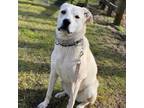 Adopt Ivy 2 a White - with Tan, Yellow or Fawn Labrador Retriever / Mixed dog in