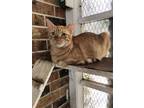 Adopt Freckles a Orange or Red Tabby Domestic Shorthair (short coat) cat in