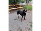 Adopt Josie a Black - with Tan, Yellow or Fawn Black and Tan Coonhound / Hound