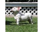 French Bulldog Puppy for sale in La Mirada, CA, USA
