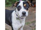Adopt Pippa a Tricolor (Tan/Brown & Black & White) Beagle / Hound (Unknown Type)