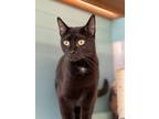 Adopt Harlow a All Black Domestic Shorthair / Domestic Shorthair / Mixed cat in