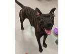 Adopt Carrie a Brindle Mixed Breed (Large) / Mixed dog in Mesquite