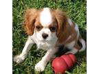 Cavalier King Charles Spaniel Puppy for sale in Arroyo Grande, CA, USA