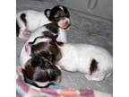Papillon Puppy for sale in Queens, NY, USA