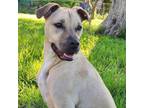 Adopt Emma RD aka Helen a Tan/Yellow/Fawn Black Mouth Cur / Mixed Breed (Medium)