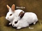 Adopt Toni a Other/Unknown / Mixed (short coat) rabbit in Harrisburg