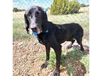 Adopt Luigi a Black Hound (Unknown Type) / Mixed dog in Show Low, AZ (38056394)