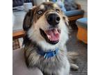 Adopt Bumble a Black Siberian Husky / Husky / Mixed dog in Blaine, MN (37879989)