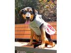 Adopt Rosie a Black - with Tan, Yellow or Fawn Rottweiler / Shepherd (Unknown