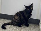 Adopt Loka a All Black Domestic Shorthair / Domestic Shorthair / Mixed cat in