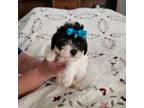 Poodle (Toy) Puppy for sale in Picayune, MS, USA
