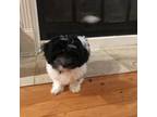 Havanese Puppy for sale in East Haddam, CT, USA