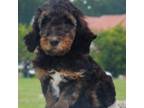 Mutt Puppy for sale in Galt, MO, USA