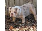 Bulldog Puppy for sale in Ardmore, OK, USA