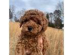 Mutt Puppy for sale in Anderson, SC, USA