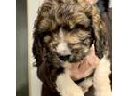 Mutt Puppy for sale in Beechgrove, TN, USA