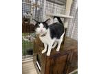 Adopt Dot a Domestic Short Hair