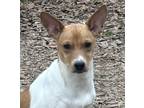 Adopt Sweet Pea a Jack Russell Terrier, Rat Terrier