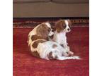 Cavalier King Charles Spaniel Puppy for sale in London, AR, USA