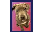 Adopt Toffee a American Staffordshire Terrier, Hound