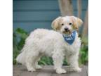 Adopt Lilly a Lhasa Apso