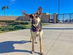 Adopt BONNIE a German Shepherd Dog, Mixed Breed