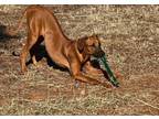 Adopt Tickey a Rhodesian Ridgeback, Mixed Breed