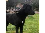 Adopt ZARA a Black Labrador Retriever, Newfoundland Dog