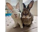 Adopt HSN a Bunny Rabbit